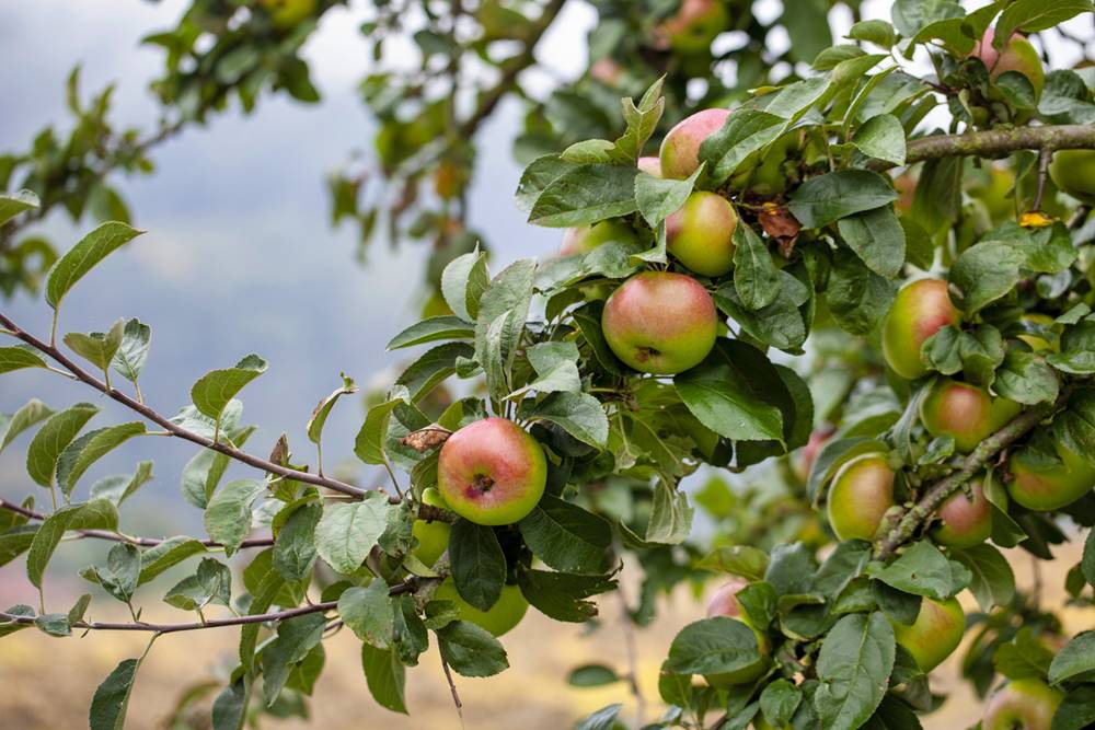 Sommerschnitt Obstbäume Gesunde Bäume & reiche Ernte 🍏 ️ Woidgoatn